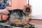 Yorkshire Terrier at the groomer on a haircut, grooming