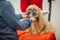 Yorkshire terrier with grooming master in salon