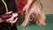 Yorkshire Terrier grooming at pet salon