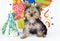 Yorkshire Terrier Happy Birthday Party