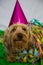 Yorkshire terrier with hat, carneval