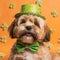 Yorkshire terrier in a hat. Portrait of a dog dressed as a leprechaun.