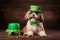 Yorkshire terrier in a hat. Portrait of a dog dressed as a leprechaun.