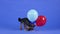 A Yorkshire Terrier holds ribbons from four gel balloons in his mouth. Adorable pet with a pink elastic band on his head