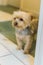 Yorkshire Terrier looking through a doorway entrance