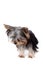 Yorkshire terrier looking down