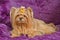 Yorkshire terrier lying against purple furs