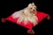 Yorkshire Terrier lying on red cushion