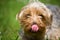 Yorkshire terrier on meadow, portrait, macro