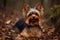 yorkshire terrier outside pictures