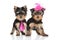 Yorkshire Terrier pair