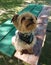 Yorkshire Terrier on picnic bench.