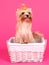 Yorkshire terrier in a pink basket