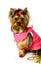 Yorkshire terrier in the pink clothes.