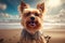 Yorkshire Terrier Pleasant Pet Playtime at the Sea Sand Sun Beach, A Dog Savoring the Simple Joys