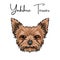 Yorkshire terrier portrait. Cute animal. Dog breed. Vector.