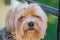 Yorkshire terrier portrait - Pure breed