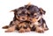 Yorkshire Terrier puppies