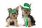 Yorkshire Terrier Puppies Celebrating Saint Patricks Day