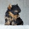 Yorkshire Terrier Puppy