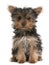 Yorkshire Terrier puppy, 3 months old, sitting