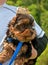 Yorkshire Terrier Puppy Being Held By Child