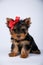 Yorkshire terrier puppy with a blue bow