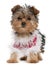 Yorkshire Terrier puppy dressed up