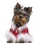 Yorkshire Terrier puppy dressed up