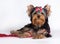 A Yorkshire Terrier puppy lies near a red bead and proudly looks at the camera