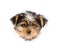 Yorkshire Terrier puppy in paper side torn hole. isolated