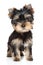 Yorkshire terrier puppy portrait