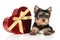 Yorkshire terrier puppy and red heart