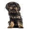 Yorkshire terrier puppy, sitting, facing, isolated