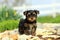 Yorkshire Terrier Puppy Standing on Stone Pathway