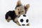 Yorkshire Terrier Puppy with Toy Soccer Ball