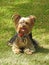 Yorkshire terrier puppy waiting patiently for ball