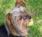 Yorkshire terrier puppy waiting patiently for ball