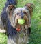 Yorkshire terrier puppy waiting patiently for ball throw