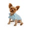 Yorkshire Terrier Puppy Wearing Blue Outfit