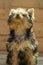 A Yorkshire terrier puppy, wet with dew, plays on the lawn in summer