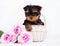 Yorkshire terrier puppy in a white basket with a bouquet of pink flowers