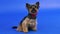 Yorkshire terrier in a red bow tie posing in the studio on a blue gradient background. The pet sits, looks forward and