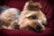 Yorkshire Terrier Relaxing