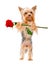 Yorkshire Terrier with a rose