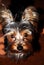 Yorkshire Terrier`s  Muzzle portrait shooting