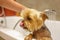 Yorkshire Terrier in the shower in the bathroom after a walk, looks after himself and smiles.