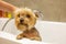 Yorkshire Terrier in the shower in the bathroom after a walk, looks after himself and smiles.