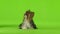 Yorkshire terrier shows the language. Green screen. Slow motion