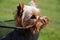 Yorkshire terrier sitting in basket bicycle